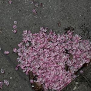 少妇高潮A片特黄高清美女跳舞
